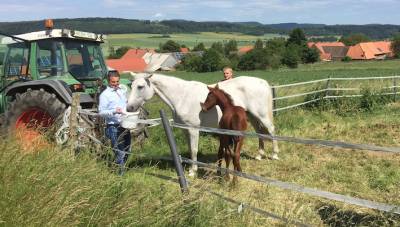 Auf der Weide der Familie S�rig durfte Lars Wedekind zusammen mit Christoph S�rig die Fohlen und die Stuten mit Hafer f�ttern. 
